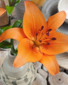 Lilium Aziatisch oranje